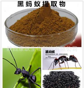 治风湿的蚂蚁,治类风湿的蚂蚁药