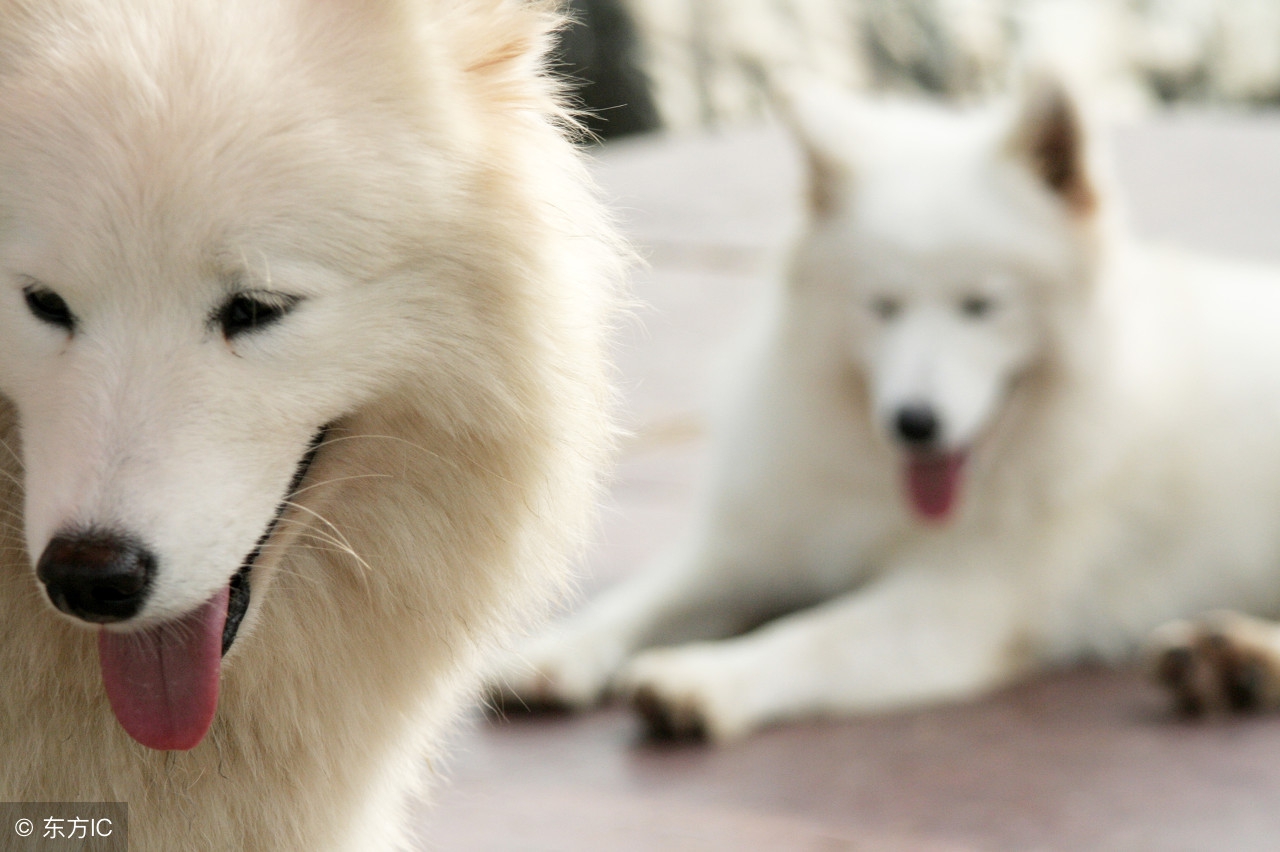 宠物狗增肥最快方法,宠物狗太瘦了怎么补充营养
