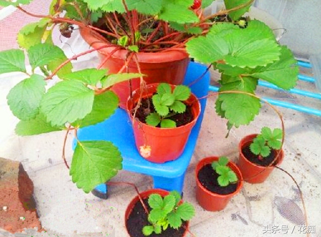 草莓走茎生根图,草莓匍匐茎可以继续分株吗