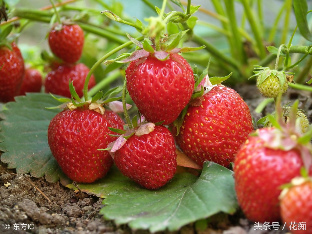 草莓走茎生根图,草莓匍匐茎可以继续分株吗