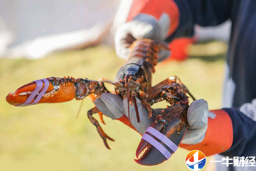 特朗普美国大豆,特朗普大豆最新政策