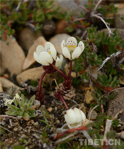 绒辖乡地图,绒辖乡自然概况