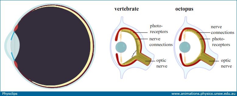 为什么人类的身体构造这么完美,人类身体结构有什么不完美之处
