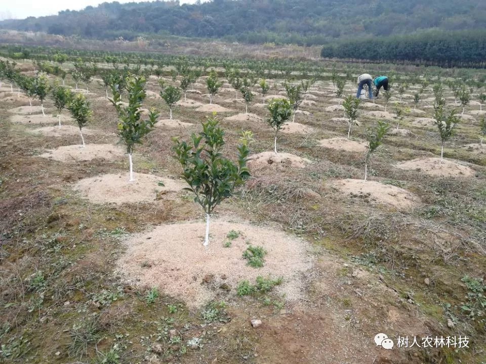 如何经营水果产业,怎么样才能把水果行业做大做强