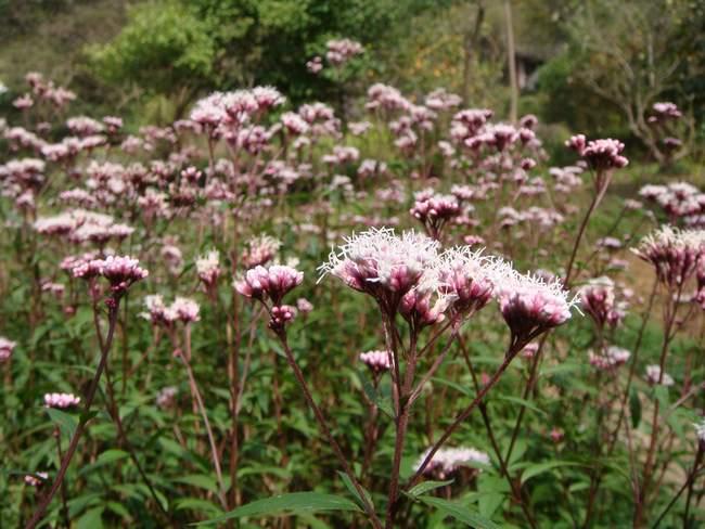 衣草的神奇之处,薰衣草治疗狐臭吗