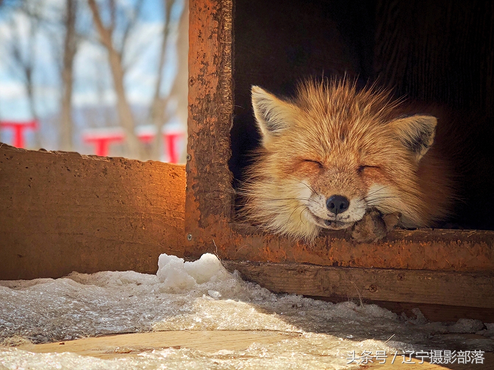 2020年ipa摄影奖获奖作品,ippa摄影大赛获奖作品2010