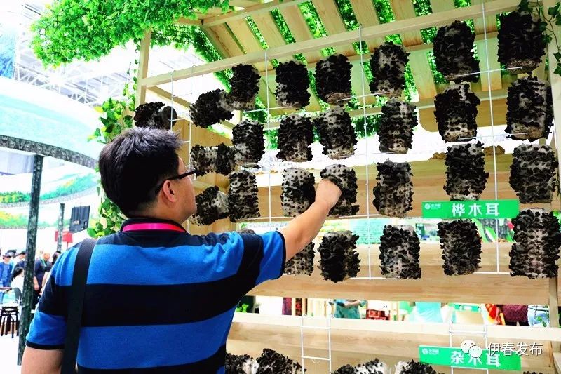 聚焦｜七月“森博”热林城