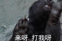 “非洲一霸”平头哥，作为动物界杠把子，它只怕物理伤害！涨姿势