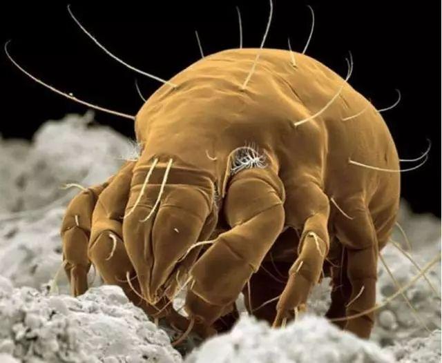 广东雨季的虫子怎么消灭,广东雨后虫子