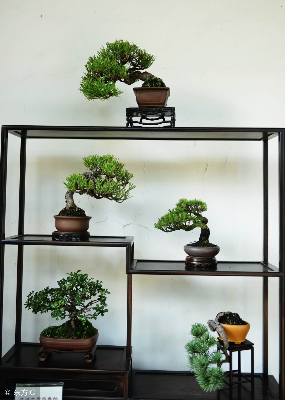 绝美优雅的盆景欣赏（太漂亮了，快分享给朋友吧！）