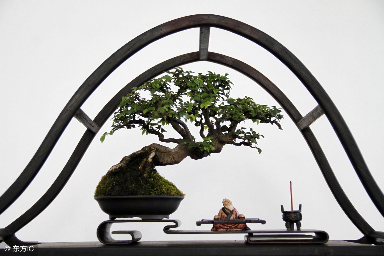 清韵优雅的盆景欣赏,盆景欣赏难得一见的绝美盆景艺术