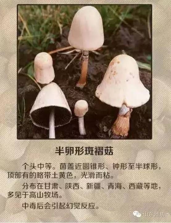 误食毒蘑菇的急救措施英文,误食毒蘑菇如何自救的视频