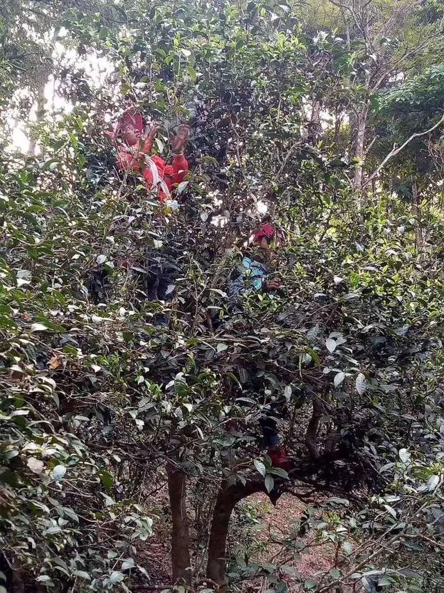 揭秘小青柑茶叶内幕,行业内幕大揭秘青柑普洱