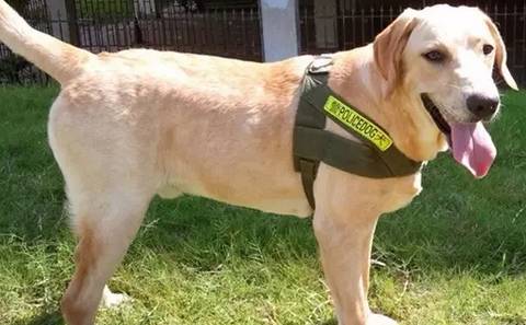 最忠诚又可爱的狗狗十大排名,全球十大最忠诚的狗狗排名