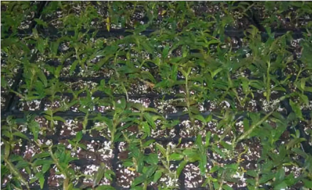 铁皮石斛林下种植视频,关于铁皮石斛种植技术培训