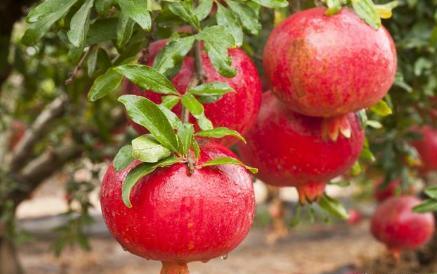 院子里的石榴树有什么寓意,庭院石榴树的说法