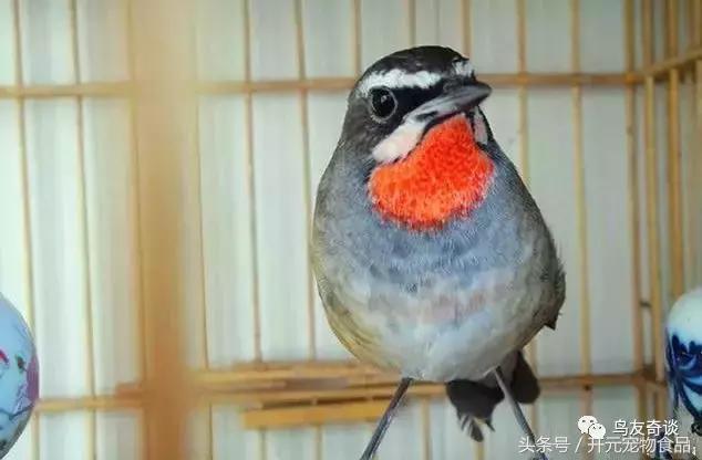 红靛颏和蓝靛颏杂交出来的精品,蓝靛颏鸟怎么选