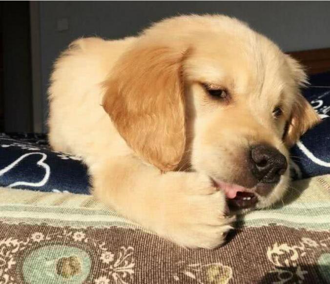 500元买了一只小金毛,网上买的400块钱的金毛能养吗