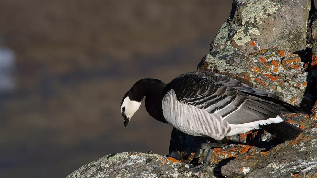 十部震撼神级片,9部堪称神作的纪录片火山