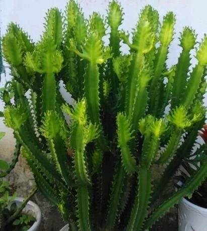 家里养龙骨在风水上有什么讲究,家里养龙骨的寓意