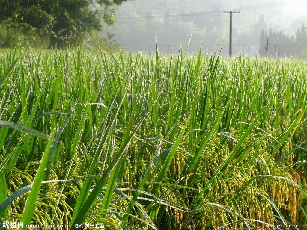 我国现存最早的水稻著作,我国现存最早的水稻栽培的书籍