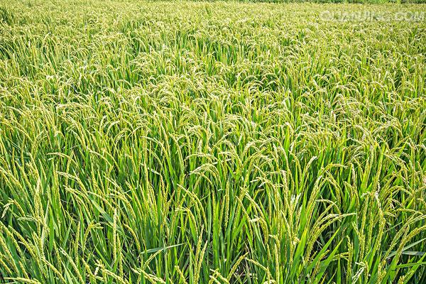 我国现存最早的水稻著作,我国现存最早的水稻栽培的书籍