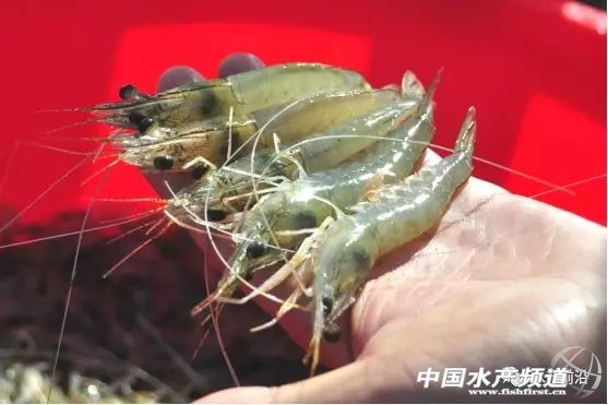 新品种“白金钢”！源自非洲亚丁湾，抗病力强，适应性广，到底什么来头？