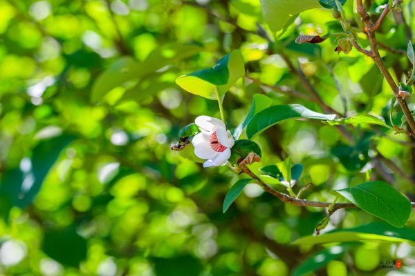 涓囧瓧鏀荤暐,涓囧瓧瑙ｆ瀽鏀荤暐