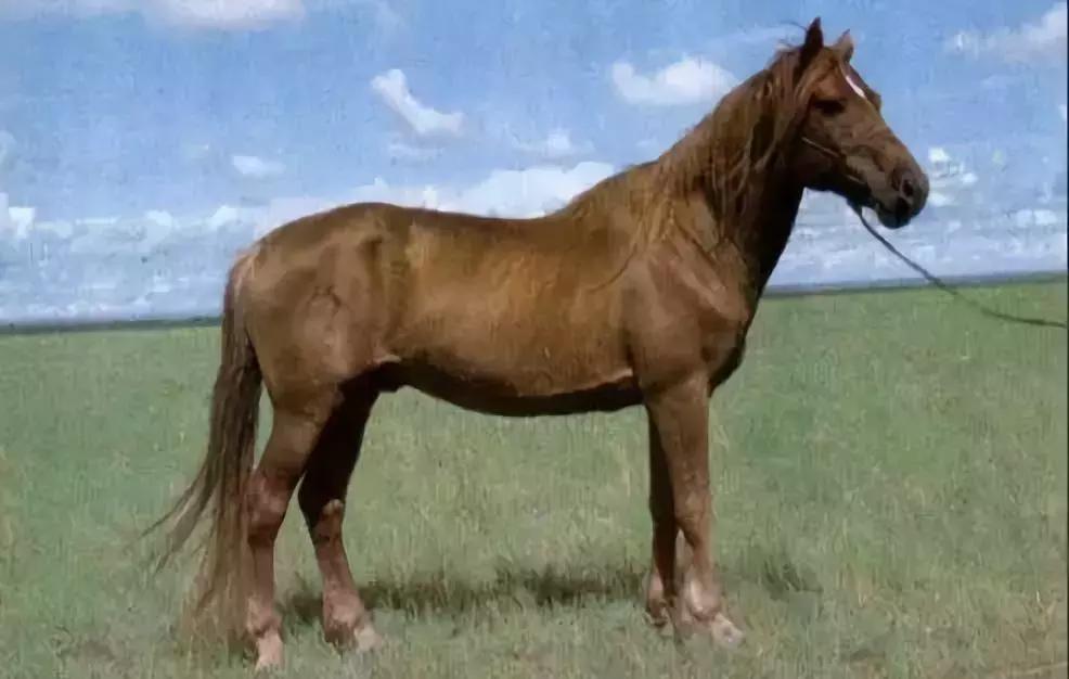 党项和西夏是一回事吗,西夏党项最后的结果