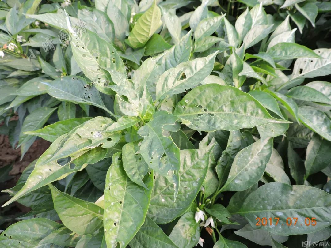 北方可食用的大绿虫子,可食用大绿虫子