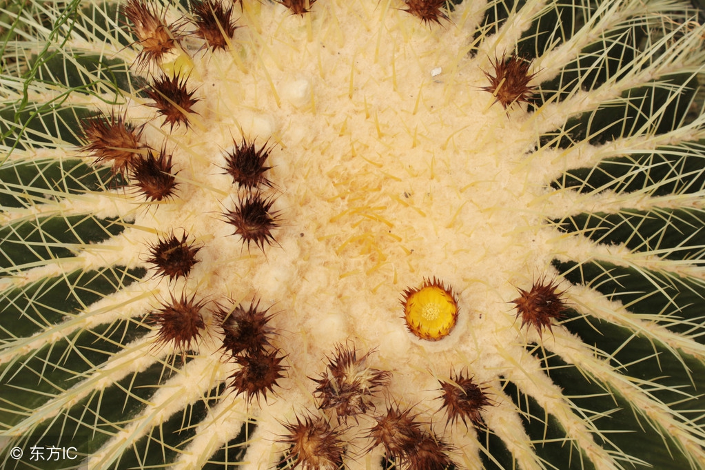 怎么减少尖锐性湿疣复发概率,尖锐性湿疣怎样避免复发