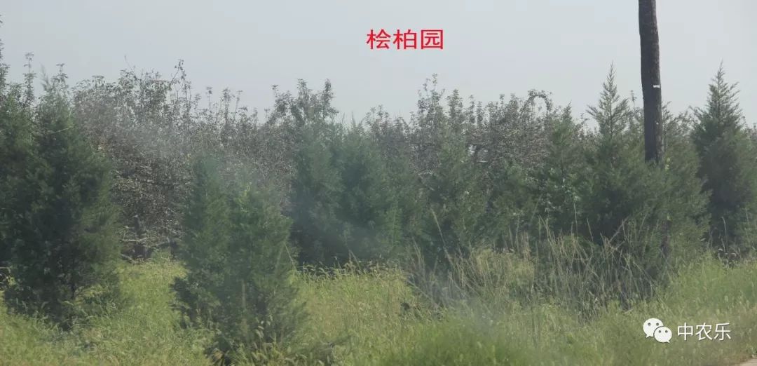 果锈病防治方法,果树叶锈病怎么办