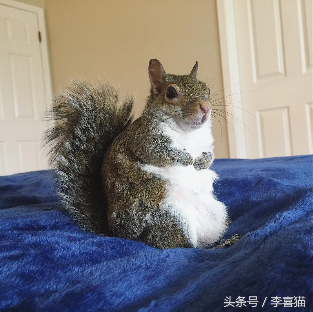 宠物松鼠到底有没有病,宠物松鼠兔的日常