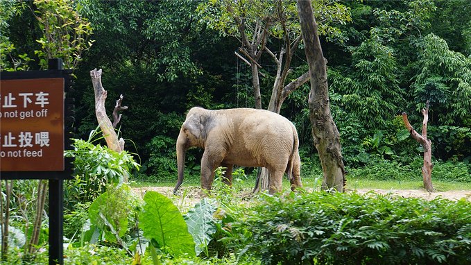 带小孩去长隆欢乐世界畅玩一天,暑假带娃去广州长隆野生动物世界