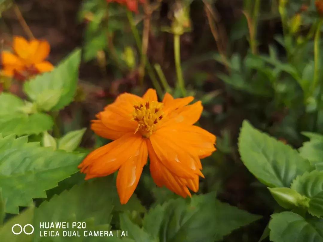 华为p20拍照效果怎么样,手机拍照不够锐