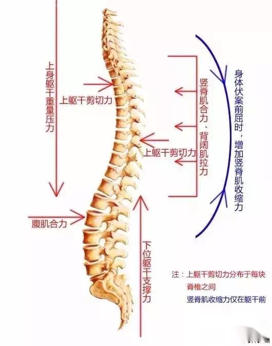 骨科干货脊柱基础知识,骨科干货脊柱基础知识及诊断大全