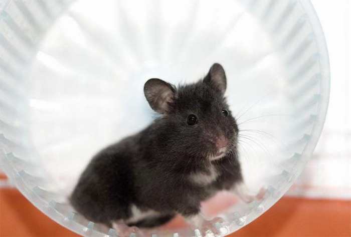 仓鼠跑轮怎么选尺寸,仓鼠滚轮尺寸