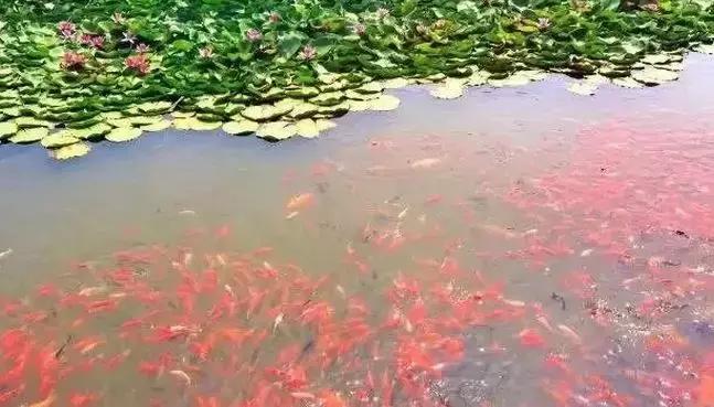 去沈阳哪里看荷花好玩一点,沈阳荷花旅游文化节时间