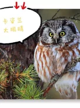 动物好伙伴之动物欢乐岛,超级有趣的动物知识