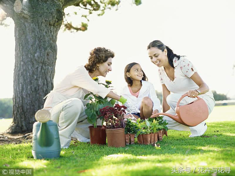 通风的环境对月季有什么好处,家里养花怎么才能做到通风好