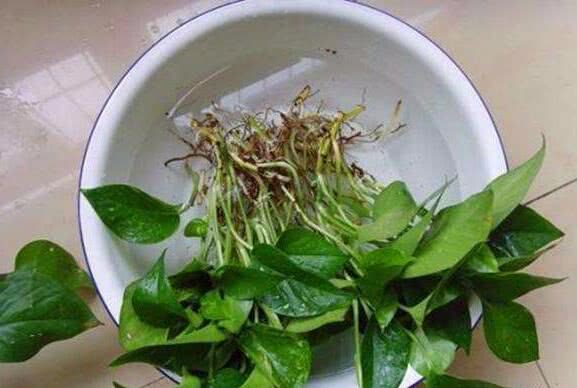 土培绿萝怎么才能水养枝繁叶茂,水培绿萝怎么养才能长得十分茂盛