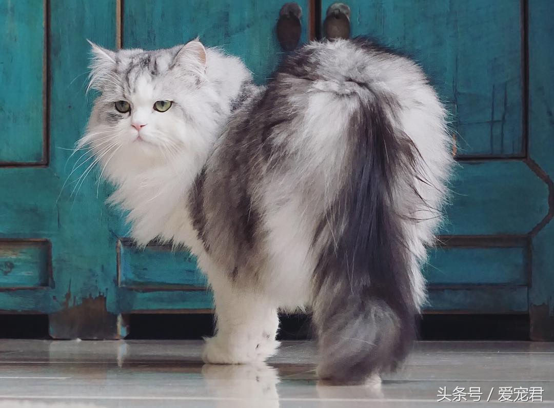 天气炎热猫咪能生存吗,夏季猫咪暴晒可以吗