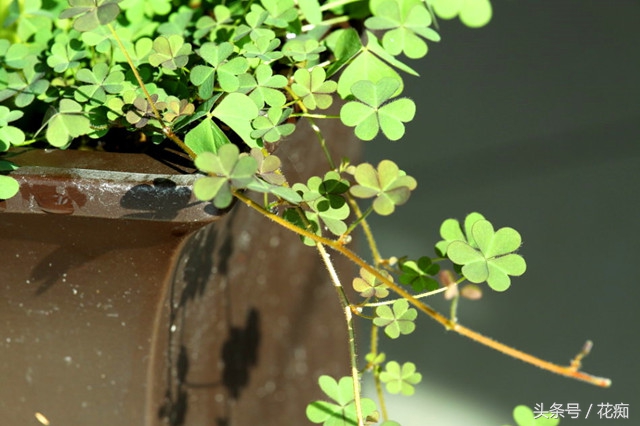 三叶草铺面效果,三叶草的副作用是什么