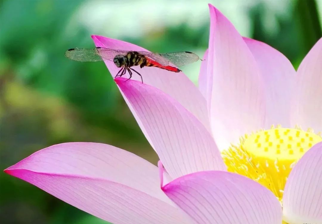 描写蜻蜓飞舞的优美诗句,描写蝴蝶蜻蜓飞舞的夏日诗句