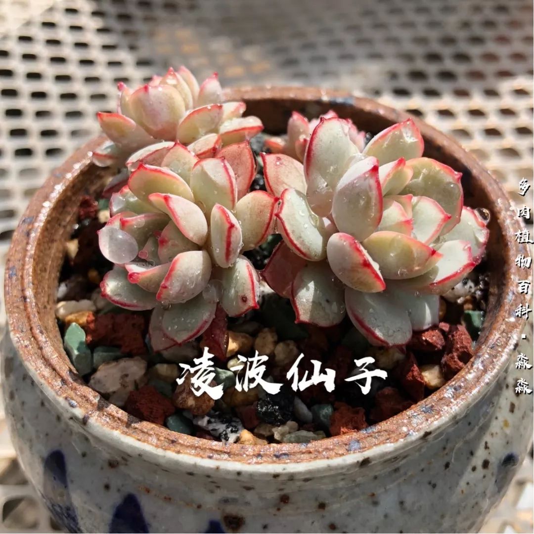 养多肉的佛系小生：愿做菩萨那朵莲！