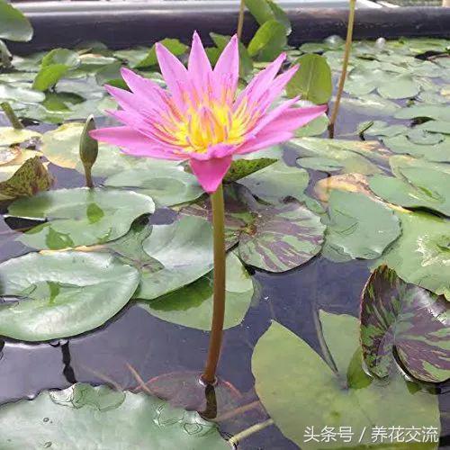 水缸里的睡莲开花了怎么办,最好的睡莲养在水缸里的技巧