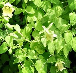 中医养生大讲堂治腰间盘突出,中医讲堂腰椎间盘突出