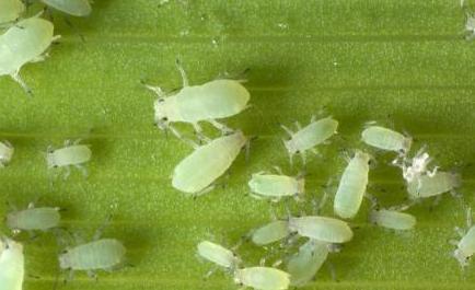 花椒水可以去除蚜虫吗,如何除去花椒树上的蚜虫