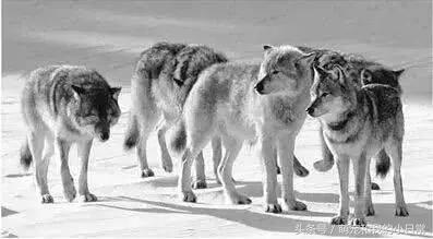 地球曾经存在过最大食肉动物,地球上最强大的单体动物