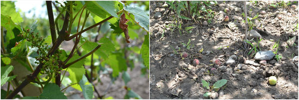 加拿大十大著名冰酒是什么,哪个国家酿造的冰酒好